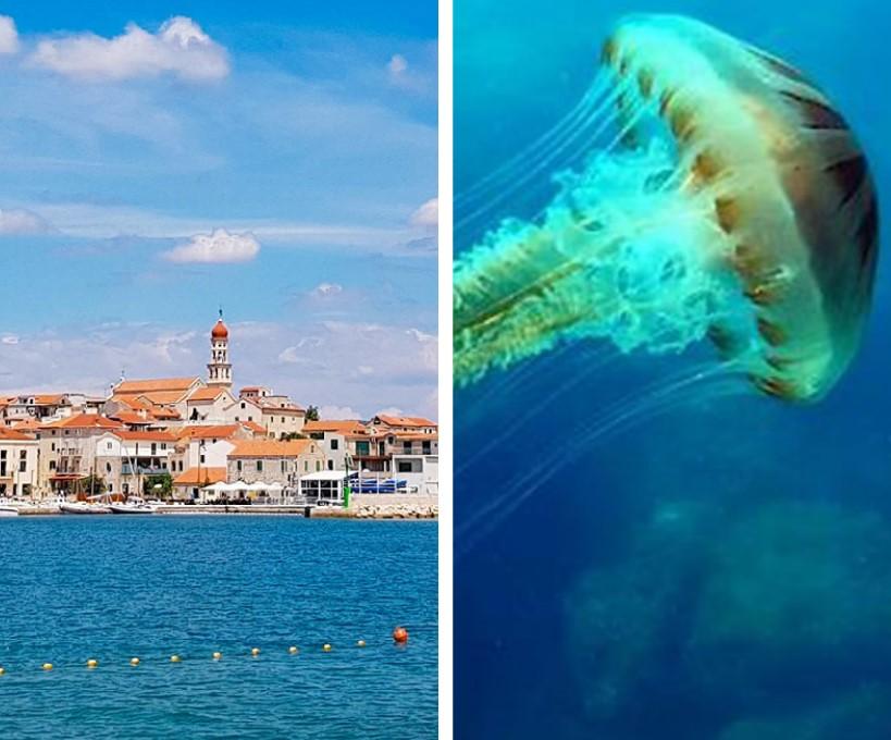 Pazite da vam ne prisjedne godišnji odmor: Kompas meduza se pojavila u Jadranskom moru