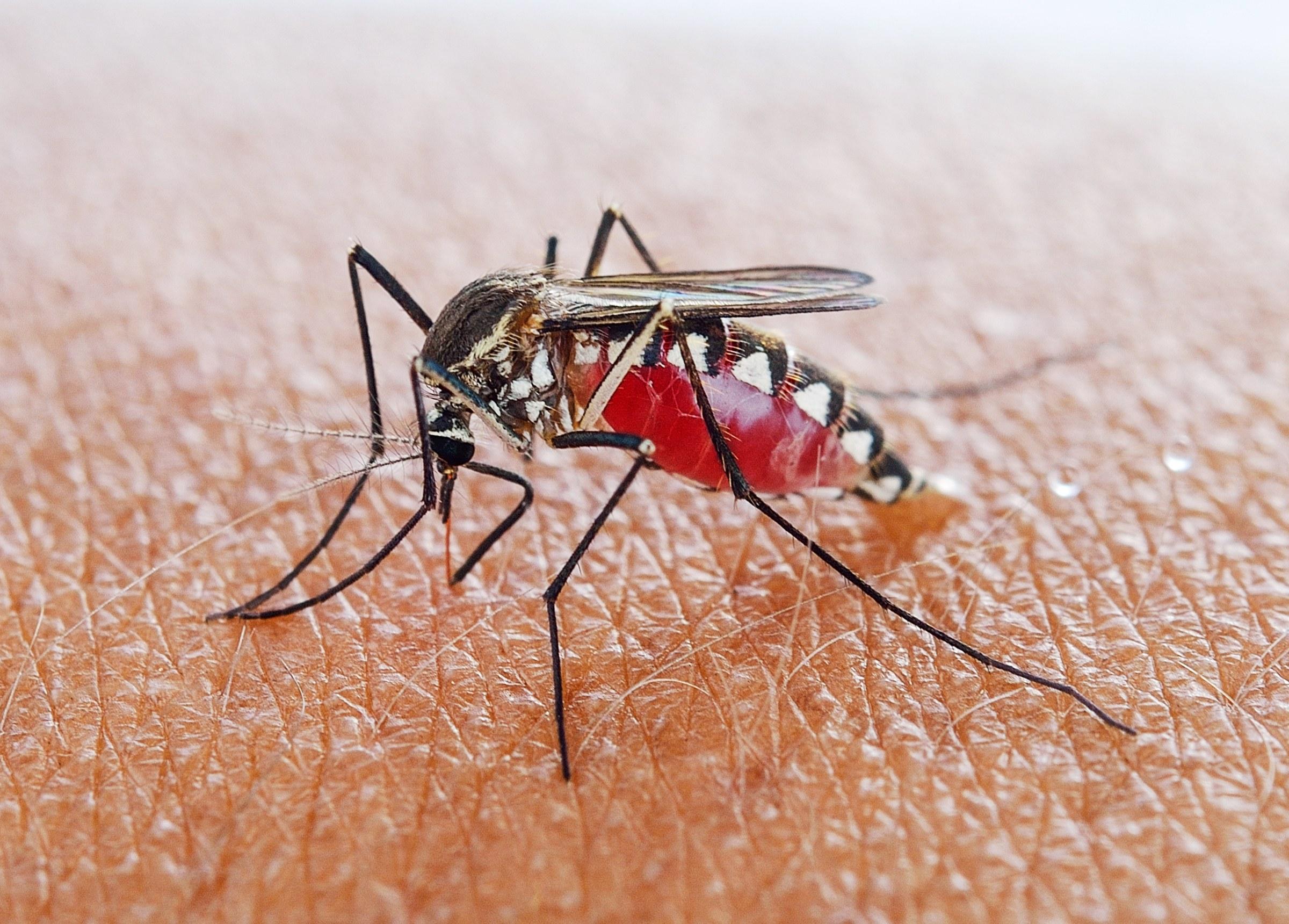 U blizini divljih deponija u tri kantona otkrivene opasne vrste komaraca