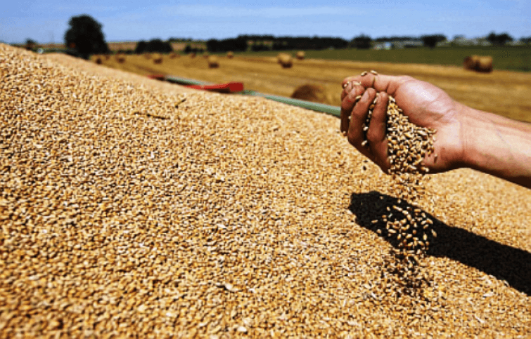 Vrijednost otkupljenog žita veća od 740 hiljada KM - Avaz