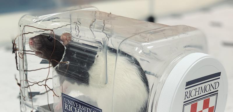 Američki naučnici naučili pacove da voze autiće
