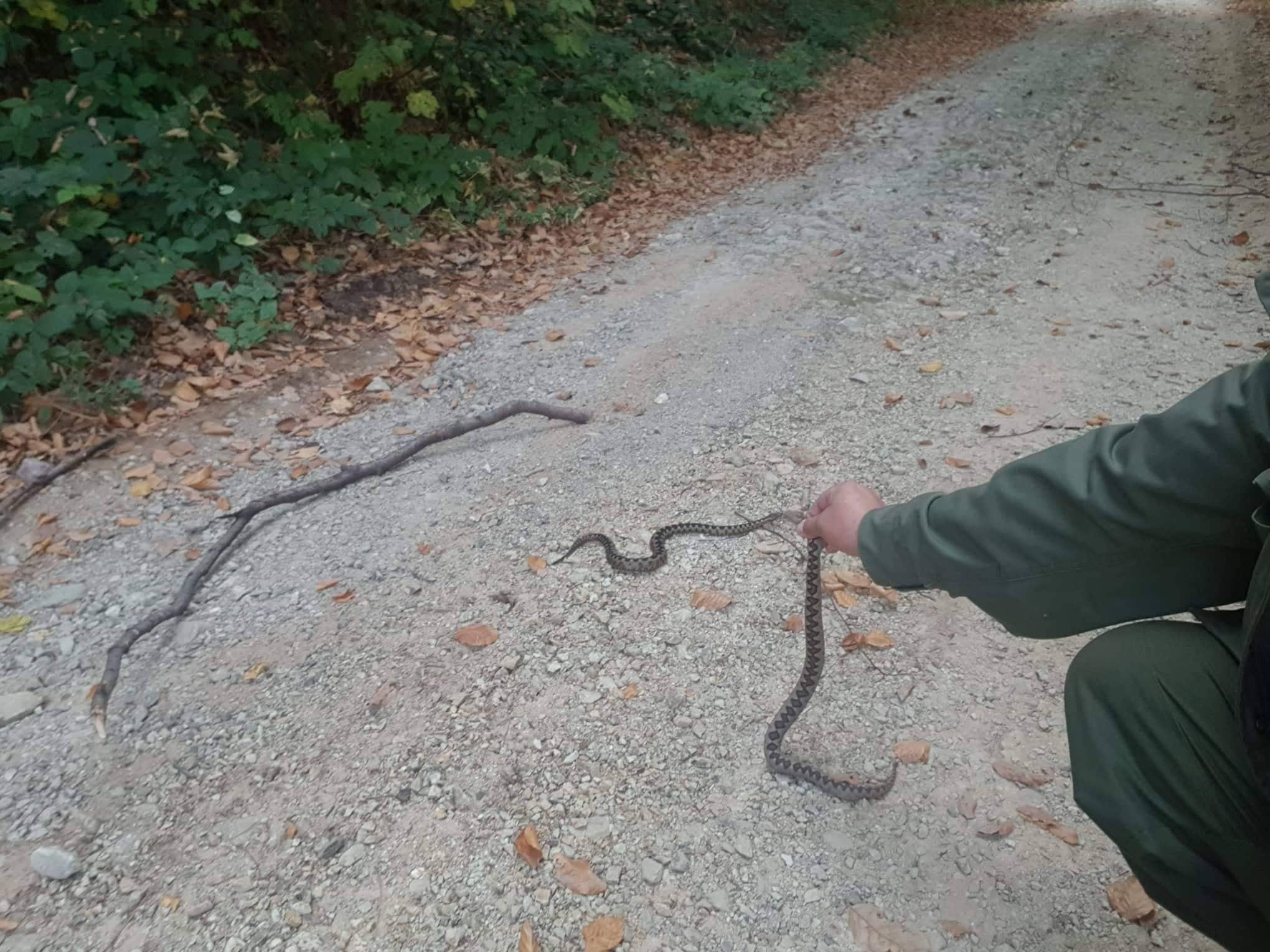 Poskoci su najotrovnije zmije na području BiH - Avaz