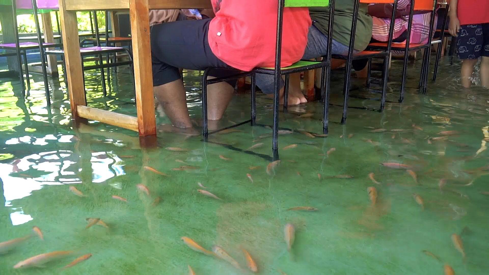 Jeste li ikad jeli ribu dok vam hiljade drugih plivaju oko nogu