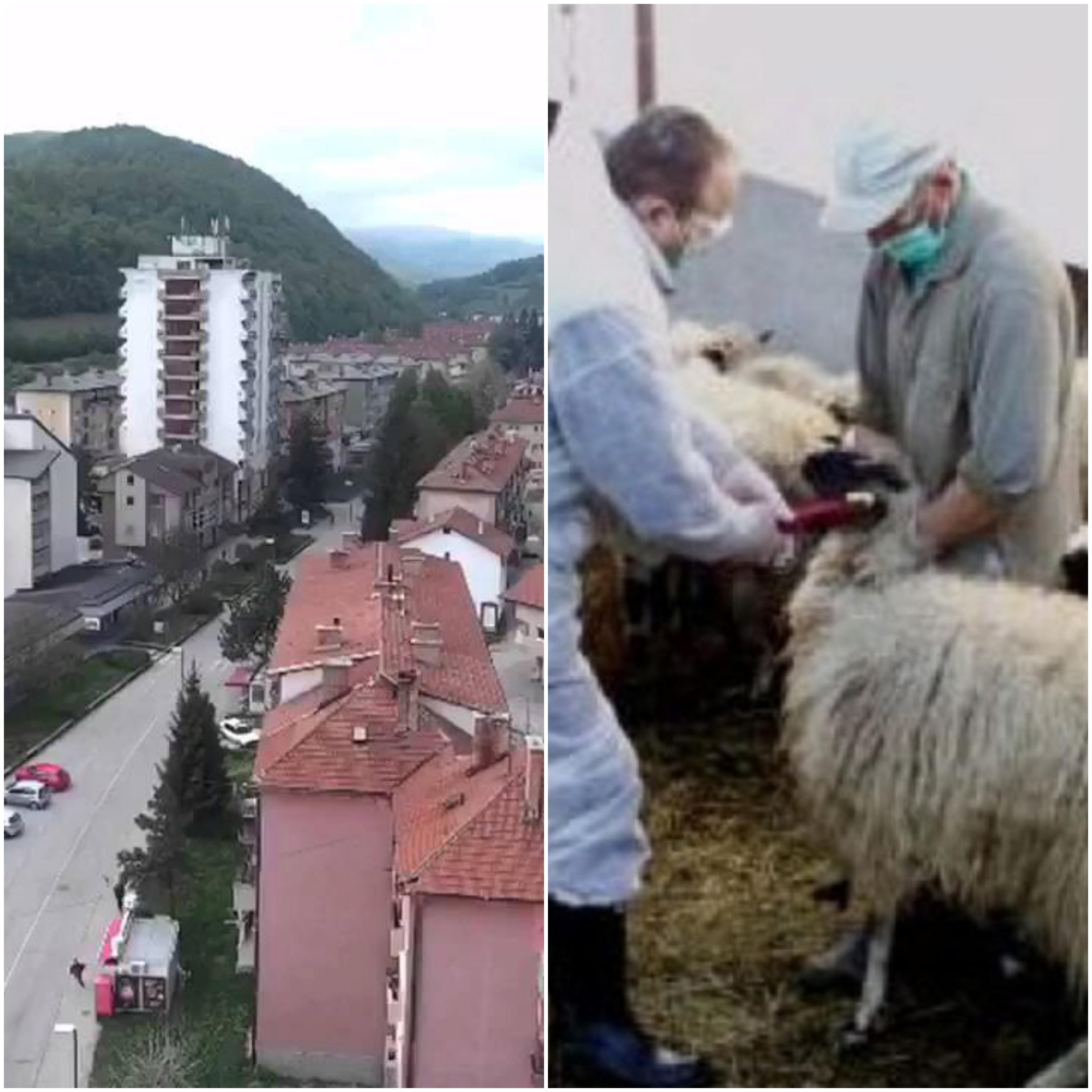Šest osoba u Novom Travniku zaraženo brucelozom