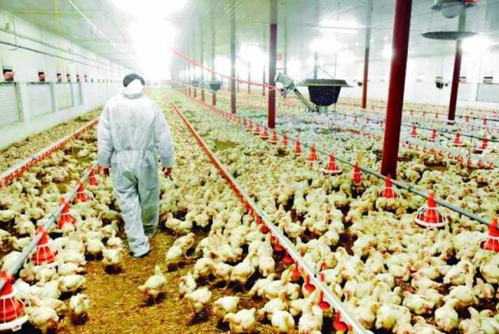 Šokantno: Zbog prisustva salmonele, naloženo klanje skoro 20.500 kokoši