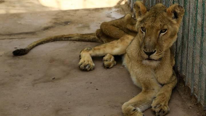 Zastrašujući prizori iz zoološkog vrta: Zatvoreni i bolesni lavovi umiru od gladi