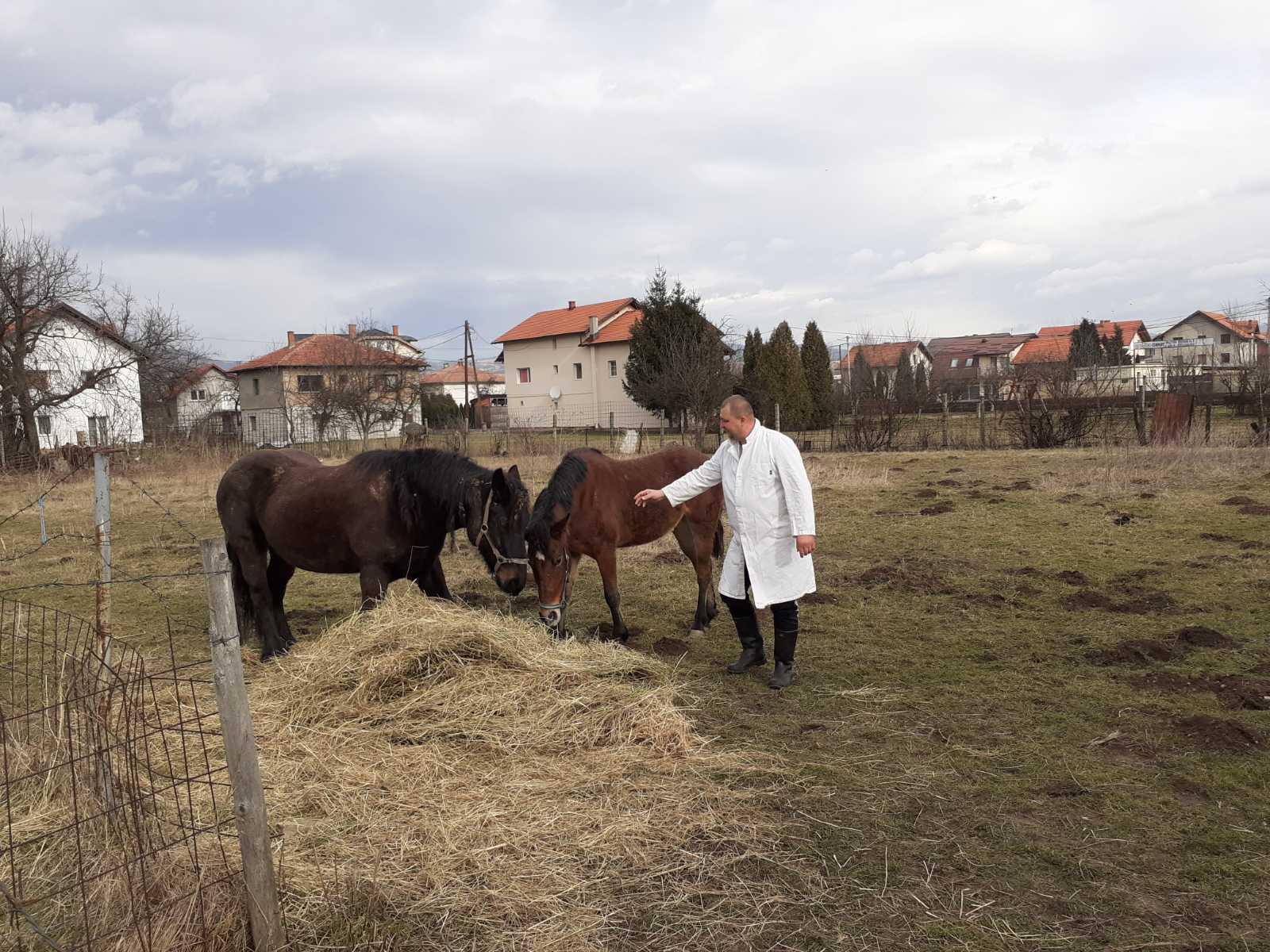 Inspektori oduzeli konje koji su lutali Velešićima: Dobili smještaj, ishranu i njegu