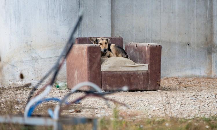 Istražiti masovno trovanje napuštenih pasa u Jajcu i Tešnju