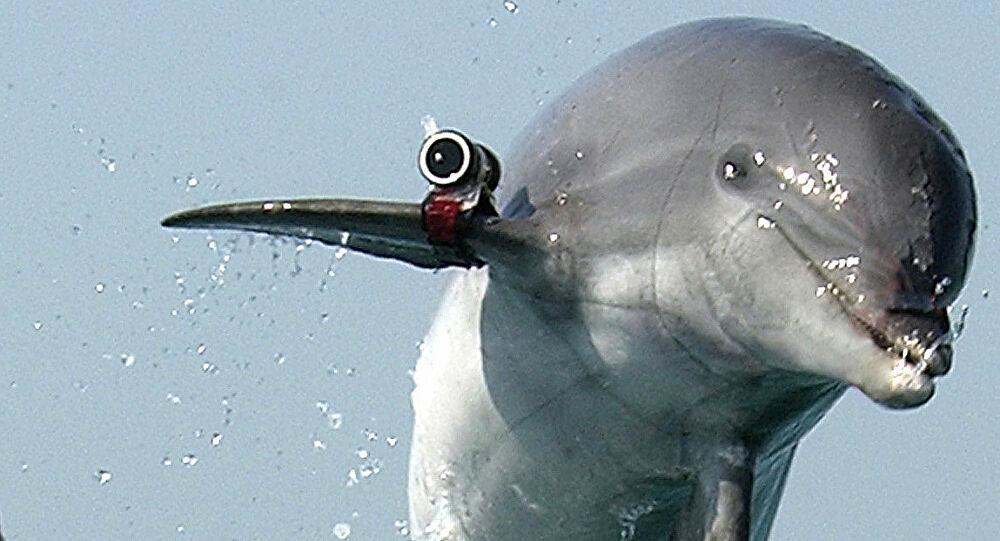 Ruska mornarica slala obučene delfine u Siriju