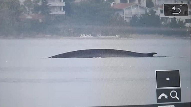U Jadranu uočen veliki kit: Nije nam bilo svejedno, ali vrijedilo je