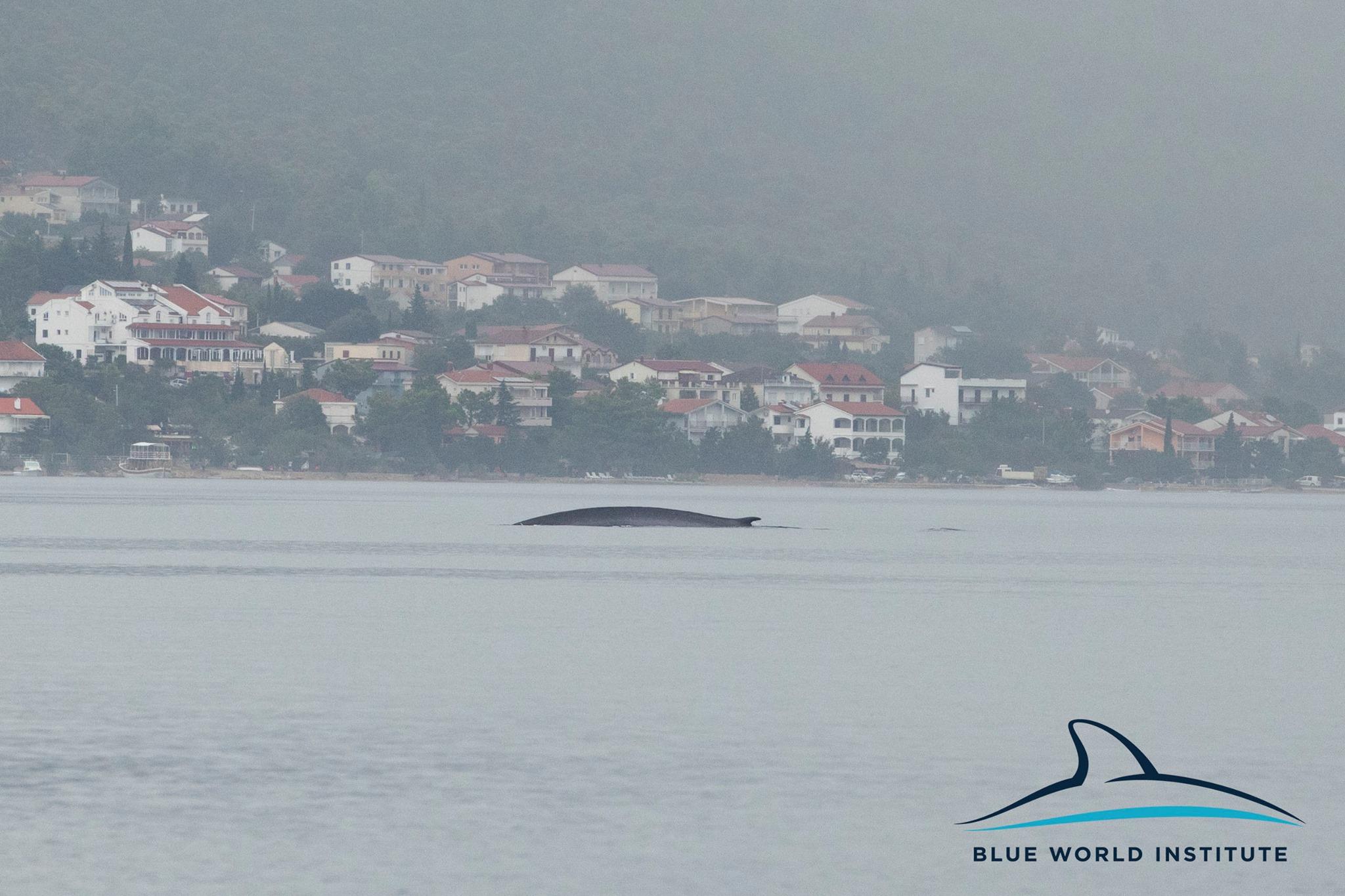 Kit dug najmanje 15 metara plaši kupače na Jadranu