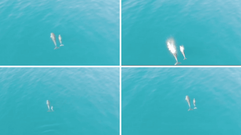 Ribar dronom snimio igru mame i bebe delfina u moru
