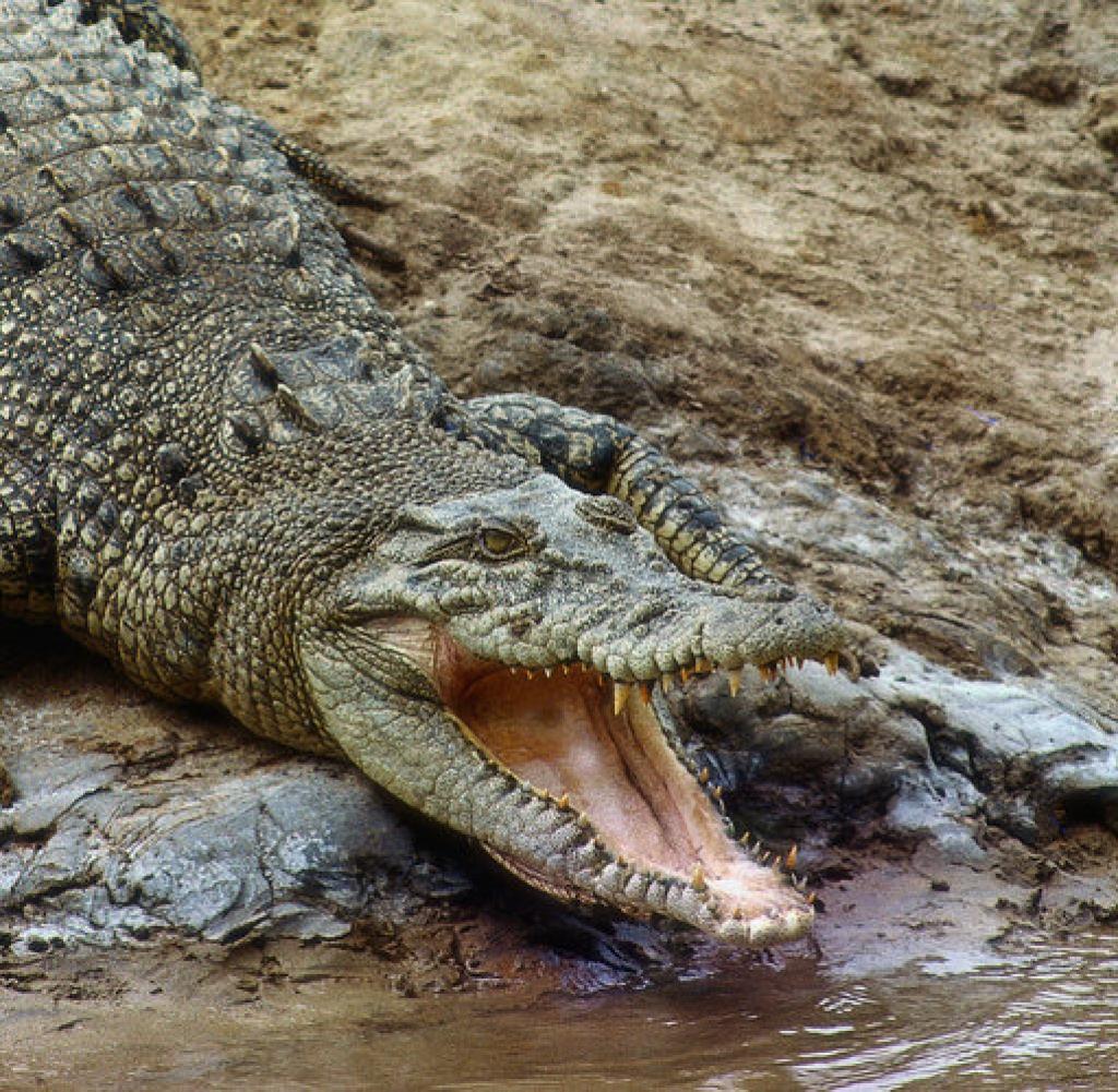 Uzbuna: Krokodil se pojavio u rijeci