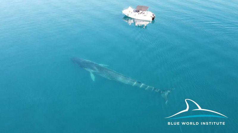 Pronađen drugi veliki kit u Jadranu