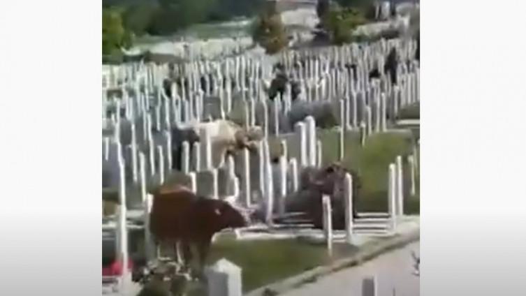 Uprava KJKP "Pokop" se izvinjava građanima zbog krava na groblju