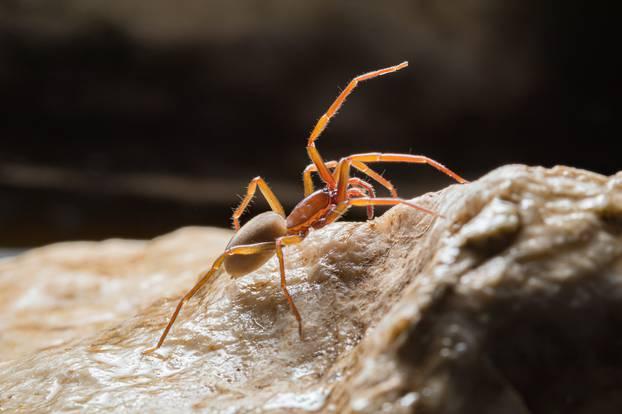 Biolozi u Hrvatskoj pronašli novu vrstu pauka i nazvali ga Mate Parlov