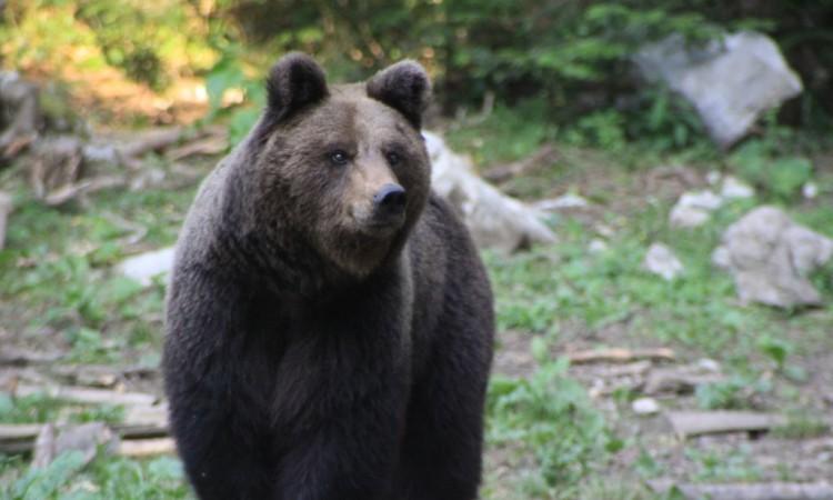 Planinari naišli na medvjeda koji jede čovjeka