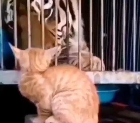 Video susreta mačke i tigra nasmijao mnoge, evo zašto veličina nije bitna
