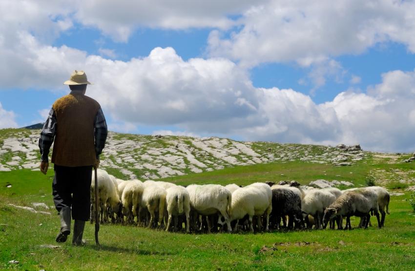 Nijedna ovca nije vakcinisana, prijeti masovna zaraza
