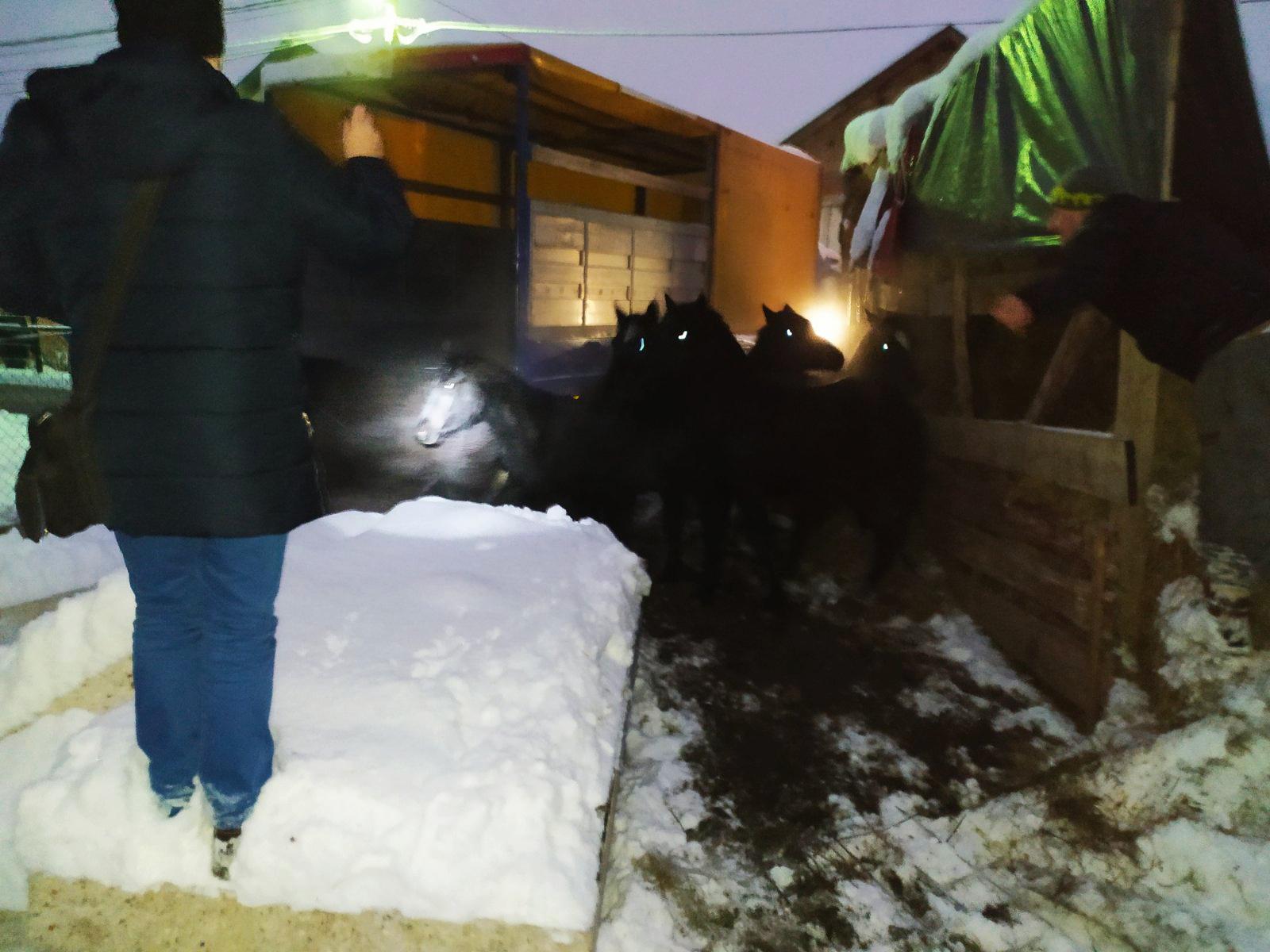 Napuštene konje koji su lutali Vogošćom inspekcija sklonila s ulice