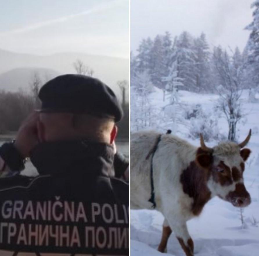 Granični policajci i SIPA spriječili šverc krava iz Srbije