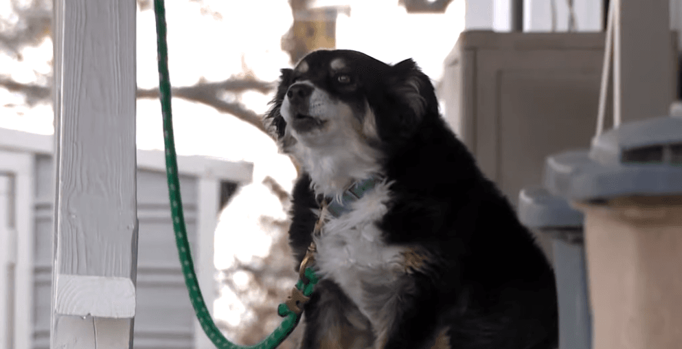 Nakon smrti ostavio pet miliona dolara ljubimcu: Lulu je sada jedan od najbogatijih pasa