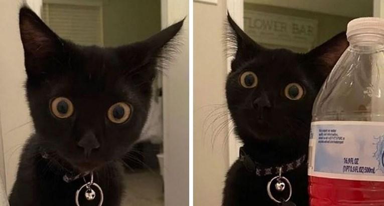 Šokirana reakcija mačke kada je vidjela vlasnika da se kupa nasmijala mnoge