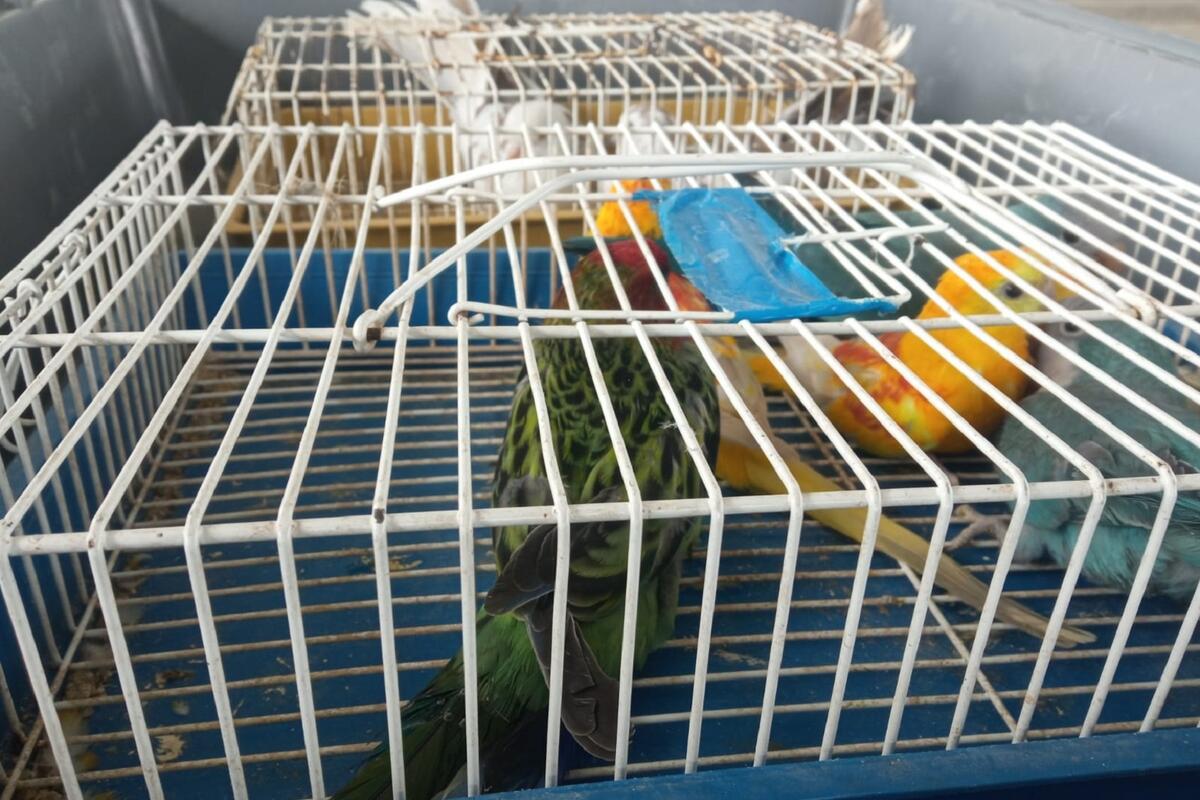 Državljani BiH pokušali prokrijumčariti 45 ptica, većinom zaštićene vrste