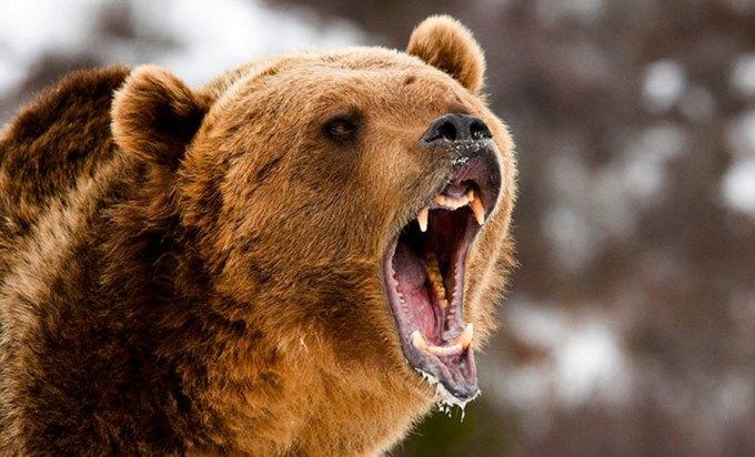 Medvjed napao čobana kod Konjica, nanio mu teške povrede