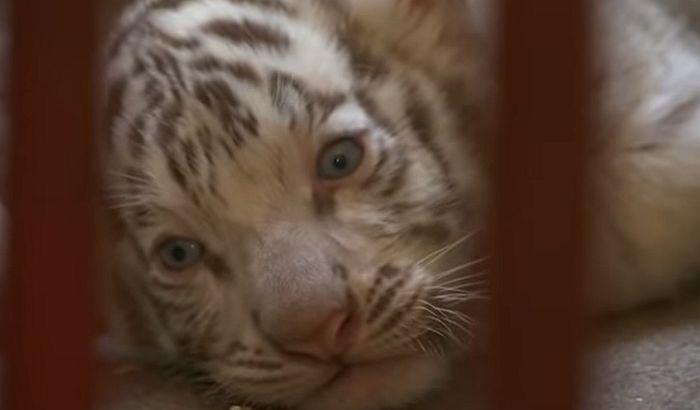 U zoološkom vrtu na Kubi rođeno bijelo mladunče tigra