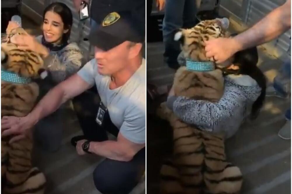 Tigar koji je lutao ulicama Hjustona završio u policiji