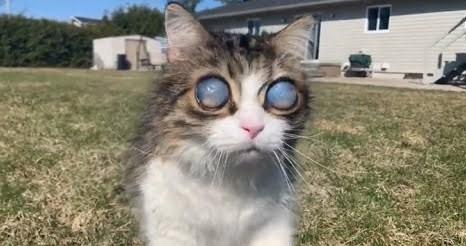 Slijepi mačak ogromnih očiju konačno pronašao svoj dom
