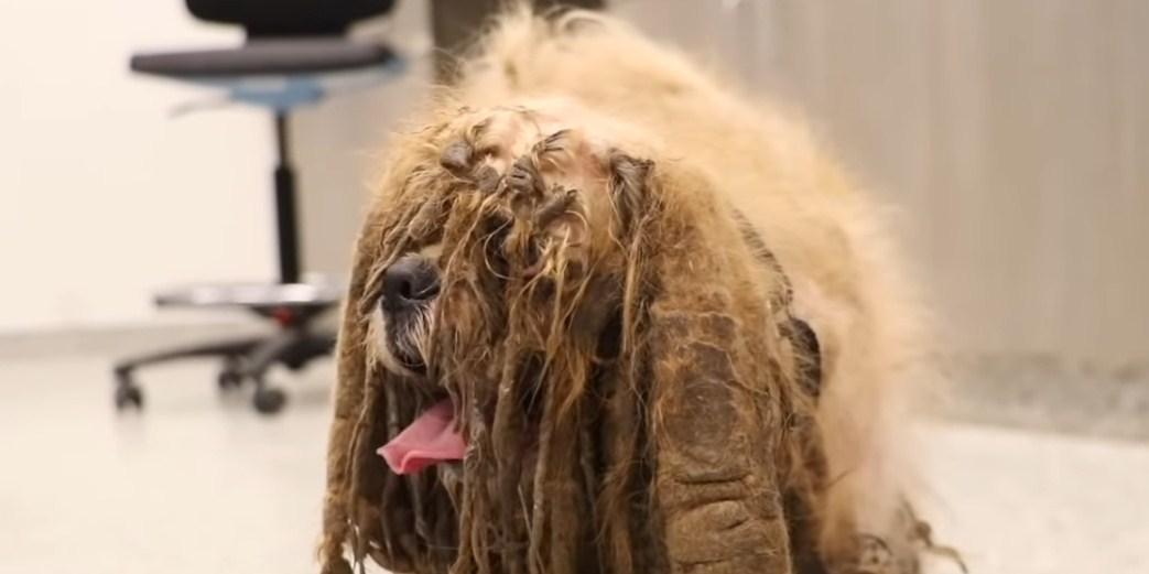 Napušteni pas čije je šišanje osvojilo internet