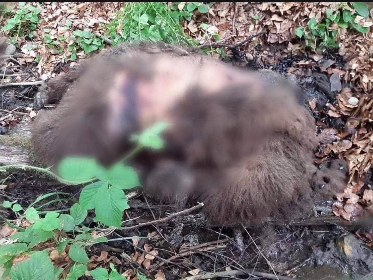 Uznemirujuće scene u okolini Vareša: Krivolovci izmasakrirali medvjedicu i mečiće