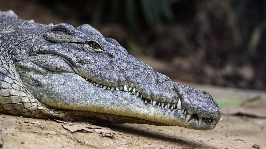 Zalutali krokodil prošetao ulicama i dvorištima na jugu Indije