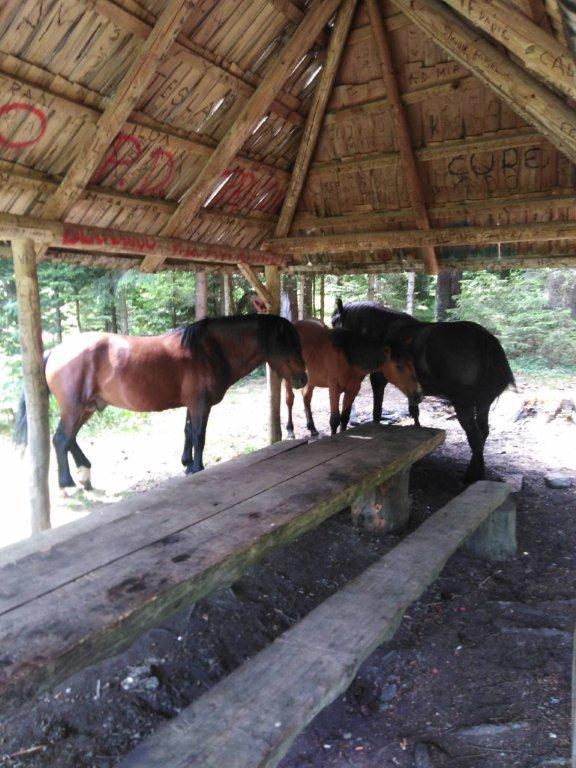 U podnožju Prokoškog jezera: I divlji konji traže spas od vrućina