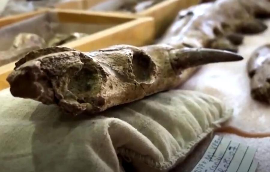 Naučnici otkrili fosil nove vrste kita s četiri noge i lobanjom nalik na egipatskog boga mrtvih