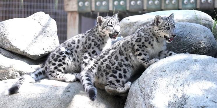 Tri snježna leoparda umrla od korone
