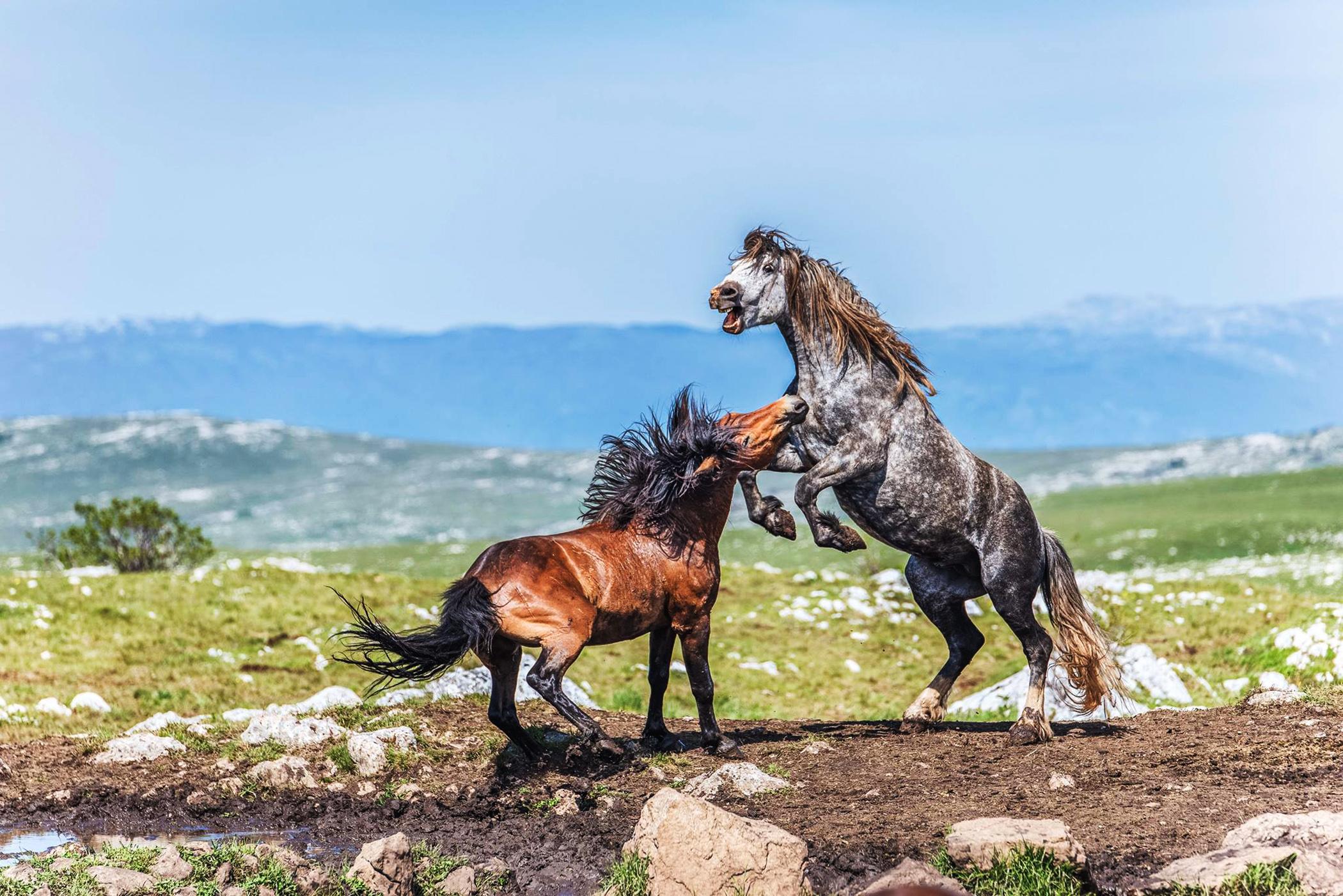 Jedna od najvećih atrakcija u BiH nije zaštićena: Livanjski divlji konji - svačiji, a ničiji