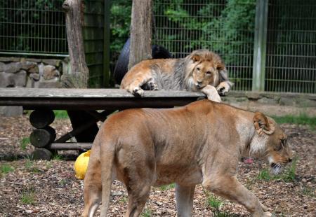 Koronavirusom zaražena tri lava i dvije pume u zoološkom vrtu