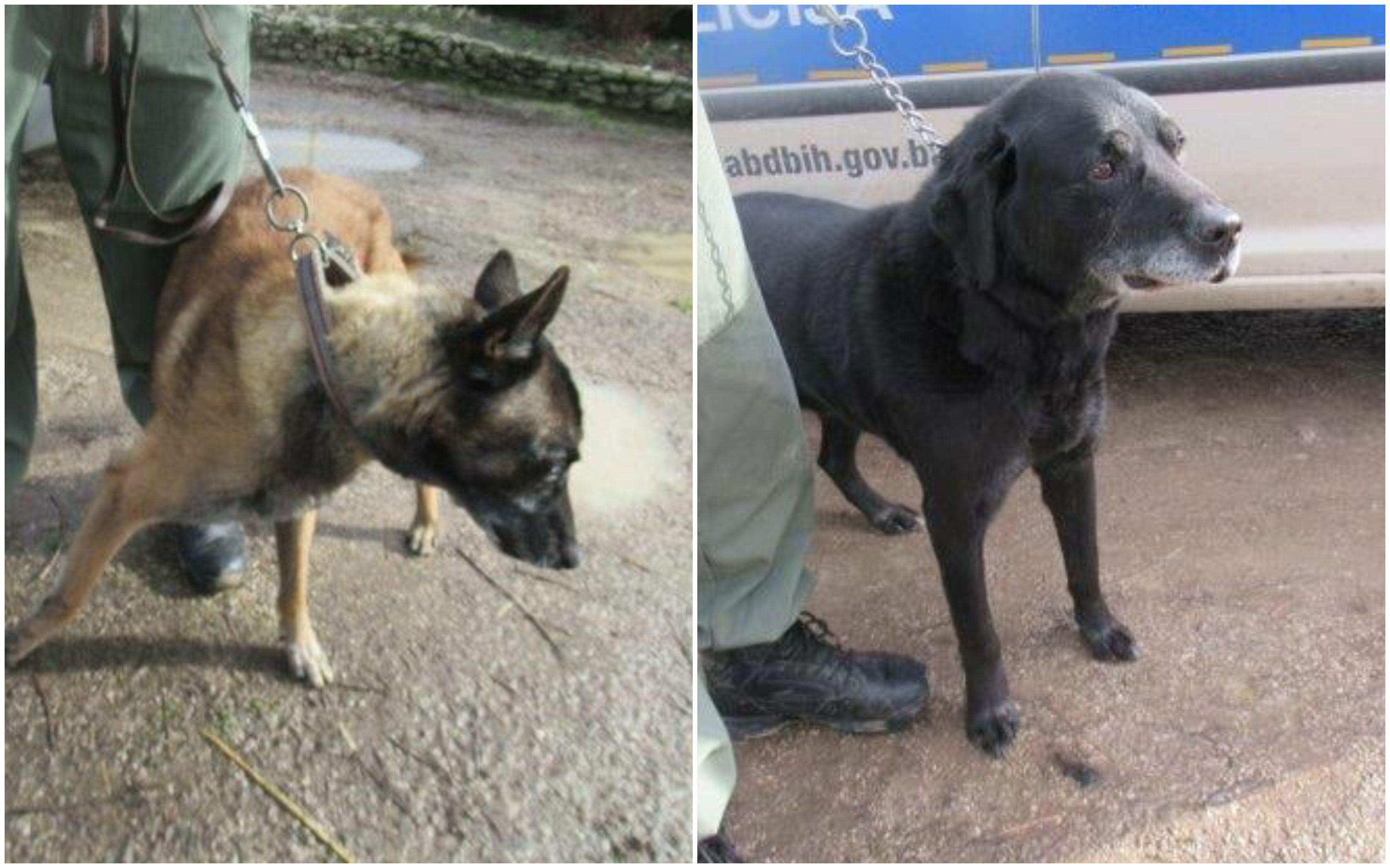 Dva policijska psa otišla u "penziju", sada su u azilu i traže nove domove