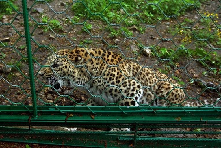 Video / Ubijen leopard koji je napao policajca u Iranu
