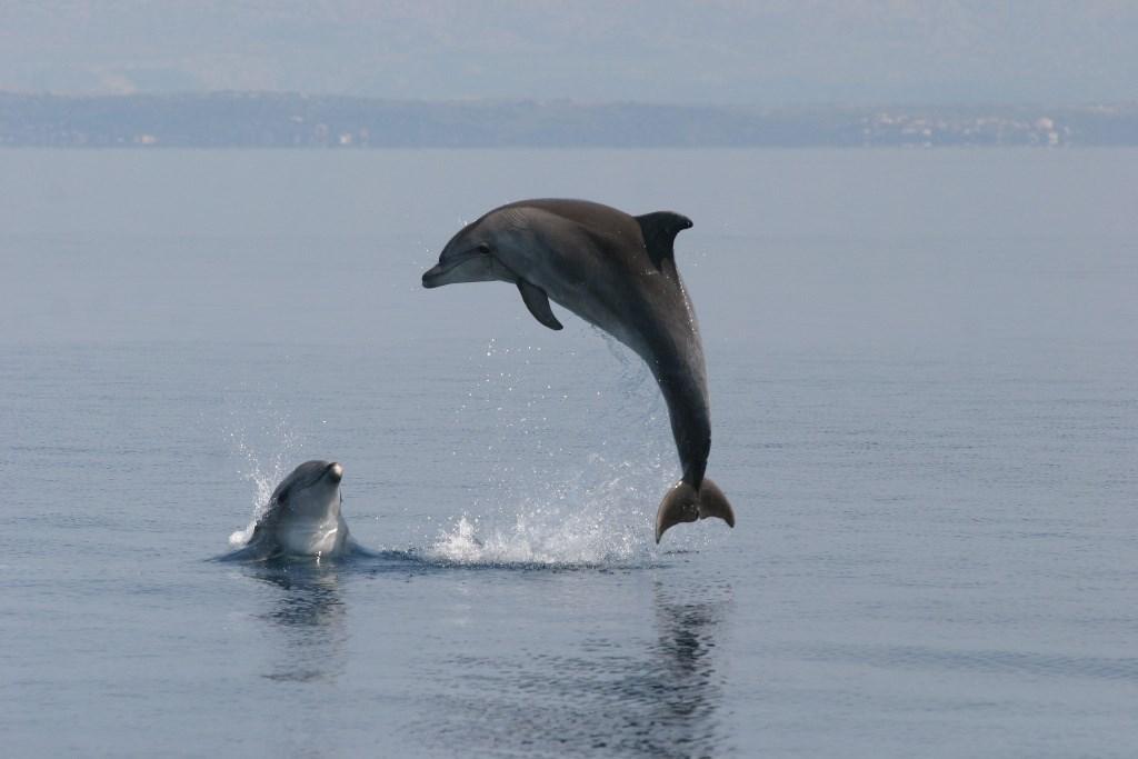 Vjeruje se da je Rusija poslala vojne delfine u bazu u Crnom moru