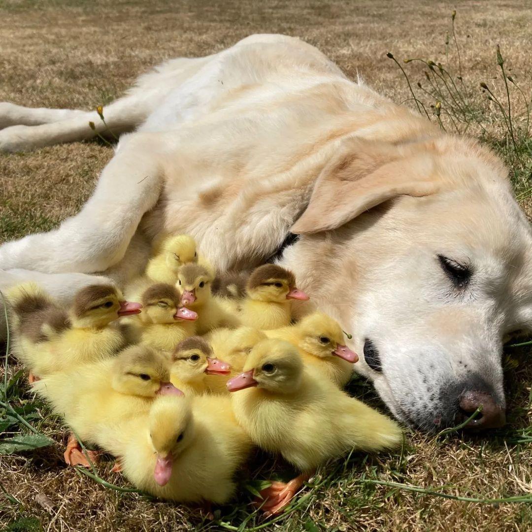Labrador Fred "usvojio" 15 pačića: Ponosno ih svima pokazuje