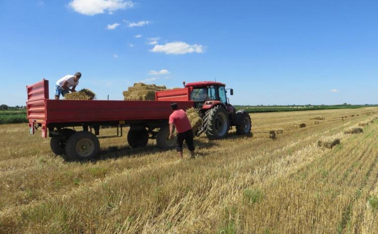 Pšenicu otkupljuju privatnici i spremaju je za izvoz u Tursku - Avaz