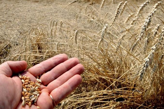 Vlada Srbije donijela odluku o ukidanju mjere zabrane izvoza pšenice i kukuruza