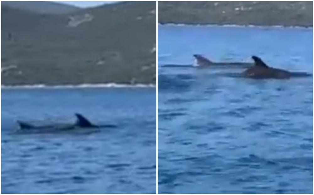 Jato delfina iznenadilo posjetitelje Neuma
