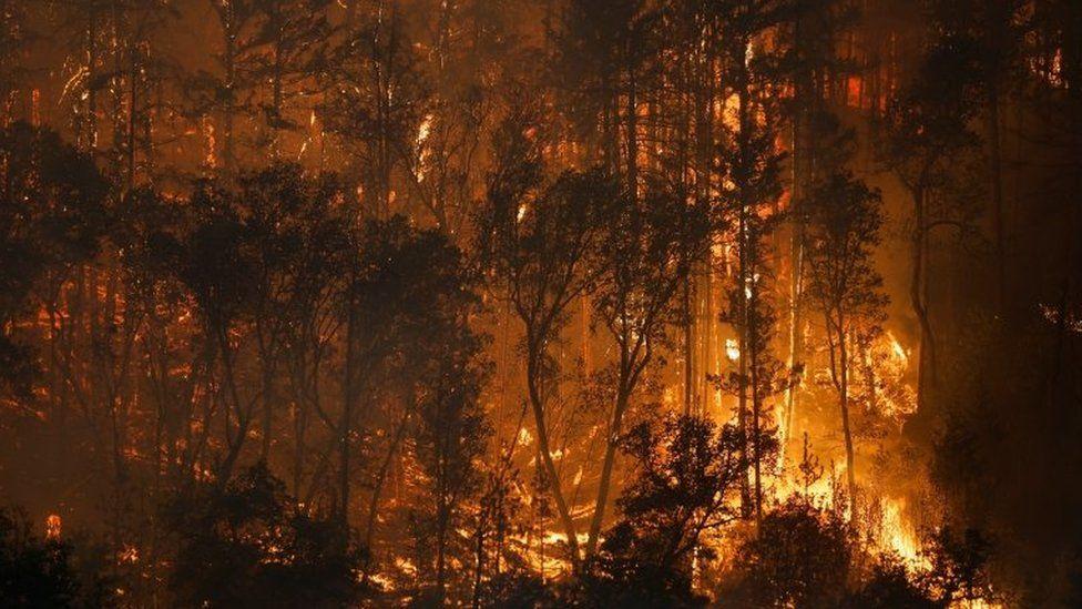 Požar nazvan "McKinney" je od petka progutao više od 522.662 hektara sušom isušena drveća - Avaz