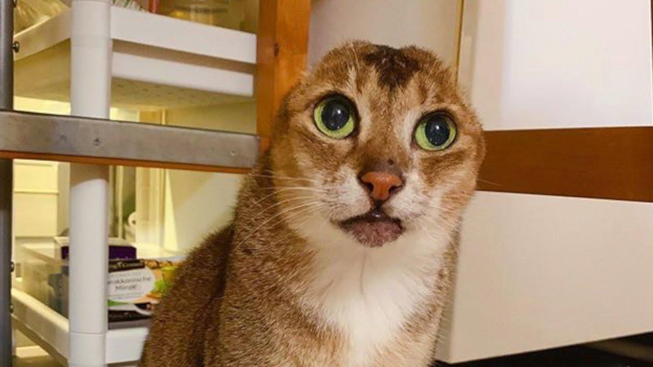 Mačak bez ušiju zvijezda Instagrama