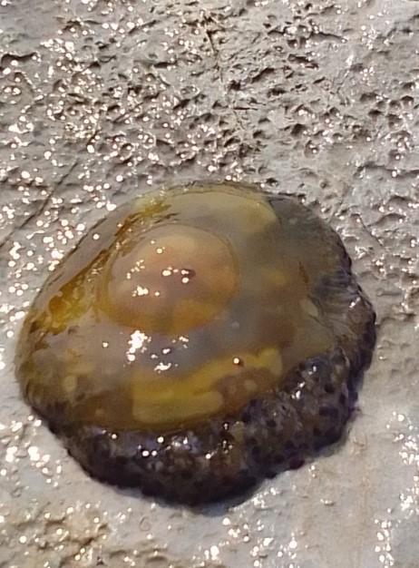 Snimljene meduze kod plaže u Neumu: Pogledajte kako izgledaju