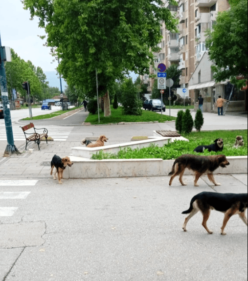 Povećava se broj pasa lutalica na ulicama